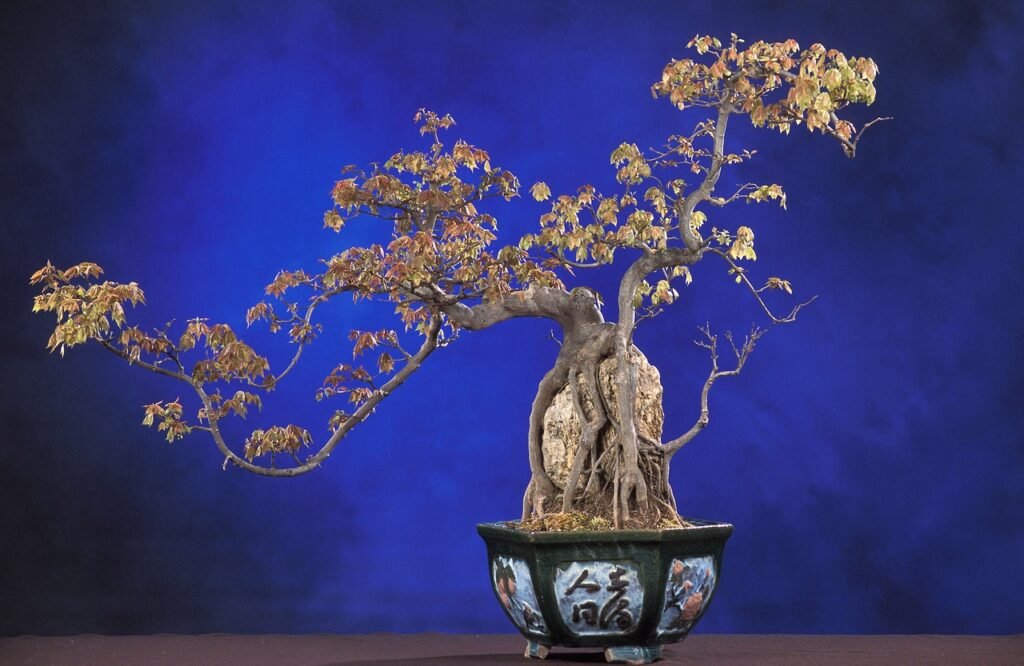 Pot Selection for Bonsai