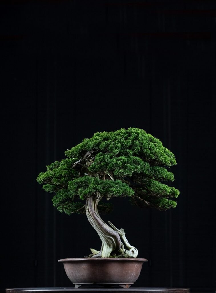 Bonsai Tree